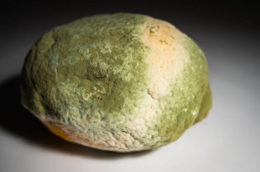 Küfle kaplı çürük bir limonun yakın plan görüntüsü. Yeşil ve beyaz mantarlı çürük narenciye meyvesi besin atıklarını, çürümeyi ve doğal organik süreçleri sembolize eder.