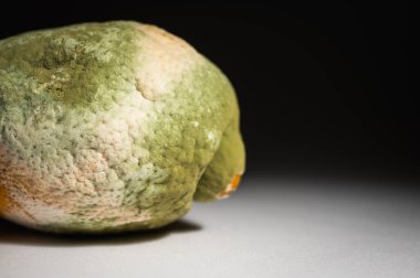 Küfle kaplı çürük bir limonun yakın plan görüntüsü. Yeşil ve beyaz mantarlı çürük narenciye meyvesi besin atıklarını, çürümeyi ve doğal organik süreçleri sembolize eder.