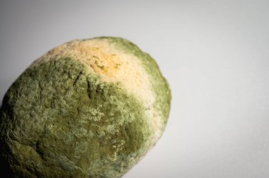 Küfle kaplı çürük bir limonun yakın plan görüntüsü. Yeşil ve beyaz mantarlı çürük narenciye meyvesi besin atıklarını, çürümeyi ve doğal organik süreçleri sembolize eder.