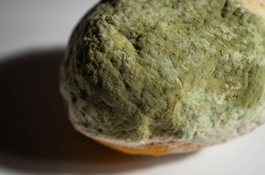 Küfle kaplı çürük bir limonun yakın plan görüntüsü. Yeşil ve beyaz mantarlı çürük narenciye meyvesi besin atıklarını, çürümeyi ve doğal organik süreçleri sembolize eder.