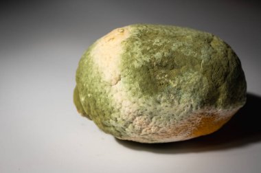 Küfle kaplı çürük bir limonun yakın plan görüntüsü. Yeşil ve beyaz mantarlı çürük narenciye meyvesi besin atıklarını, çürümeyi ve doğal organik süreçleri sembolize eder.