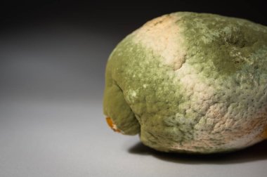 Küfle kaplı çürük bir limonun yakın plan görüntüsü. Yeşil ve beyaz mantarlı çürük narenciye meyvesi besin atıklarını, çürümeyi ve doğal organik süreçleri sembolize eder.