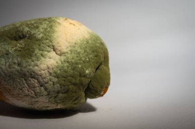 Küfle kaplı çürük bir limonun yakın plan görüntüsü. Yeşil ve beyaz mantarlı çürük narenciye meyvesi besin atıklarını, çürümeyi ve doğal organik süreçleri sembolize eder.