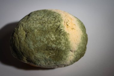 Küfle kaplı çürük bir limonun yakın plan görüntüsü. Yeşil ve beyaz mantarlı çürük narenciye meyvesi besin atıklarını, çürümeyi ve doğal organik süreçleri sembolize eder.