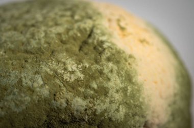 Küfle kaplı çürük bir limonun yakın plan görüntüsü. Yeşil ve beyaz mantarlı çürük narenciye meyvesi besin atıklarını, çürümeyi ve doğal organik süreçleri sembolize eder.