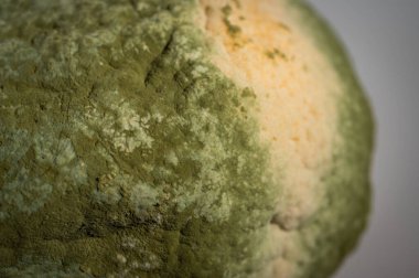 Küfle kaplı çürük bir limonun yakın plan görüntüsü. Yeşil ve beyaz mantarlı çürük narenciye meyvesi besin atıklarını, çürümeyi ve doğal organik süreçleri sembolize eder.