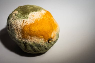 Küfle kaplı çürük bir limonun yakın plan görüntüsü. Yeşil ve beyaz mantarlı çürük narenciye meyvesi besin atıklarını, çürümeyi ve doğal organik süreçleri sembolize eder.