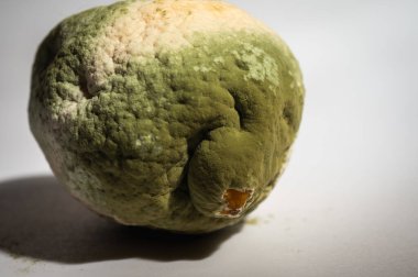 Küfle kaplı çürük bir limonun yakın plan görüntüsü. Yeşil ve beyaz mantarlı çürük narenciye meyvesi besin atıklarını, çürümeyi ve doğal organik süreçleri sembolize eder.