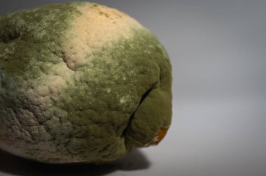 Küfle kaplı çürük bir limonun yakın plan görüntüsü. Yeşil ve beyaz mantarlı çürük narenciye meyvesi besin atıklarını, çürümeyi ve doğal organik süreçleri sembolize eder.
