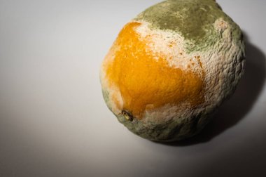Küfle kaplı çürük bir limonun yakın plan görüntüsü. Yeşil ve beyaz mantarlı çürük narenciye meyvesi besin atıklarını, çürümeyi ve doğal organik süreçleri sembolize eder.
