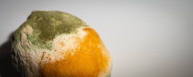 Küfle kaplı çürük bir limonun yakın plan görüntüsü. Yeşil ve beyaz mantarlı çürük narenciye meyvesi besin atıklarını, çürümeyi ve doğal organik süreçleri sembolize eder.