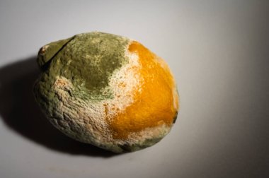 Küfle kaplı çürük bir limonun yakın plan görüntüsü. Yeşil ve beyaz mantarlı çürük narenciye meyvesi besin atıklarını, çürümeyi ve doğal organik süreçleri sembolize eder.