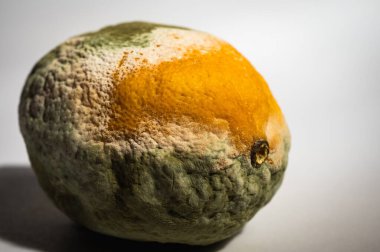 Küfle kaplı çürük bir limonun yakın plan görüntüsü. Yeşil ve beyaz mantarlı çürük narenciye meyvesi besin atıklarını, çürümeyi ve doğal organik süreçleri sembolize eder.