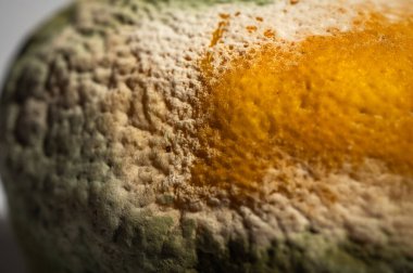 Küfle kaplı çürük bir limonun yakın plan görüntüsü. Yeşil ve beyaz mantarlı çürük narenciye meyvesi besin atıklarını, çürümeyi ve doğal organik süreçleri sembolize eder.