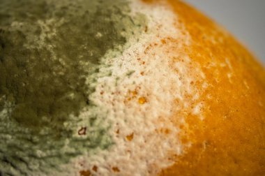 Küfle kaplı çürük bir limonun yakın plan görüntüsü. Yeşil ve beyaz mantarlı çürük narenciye meyvesi besin atıklarını, çürümeyi ve doğal organik süreçleri sembolize eder.