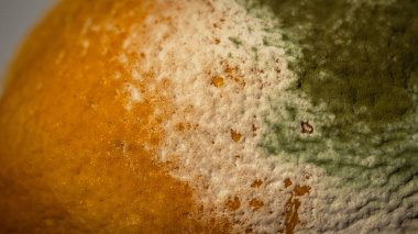 Küfle kaplı çürük bir limonun yakın plan görüntüsü. Yeşil ve beyaz mantarlı çürük narenciye meyvesi besin atıklarını, çürümeyi ve doğal organik süreçleri sembolize eder.