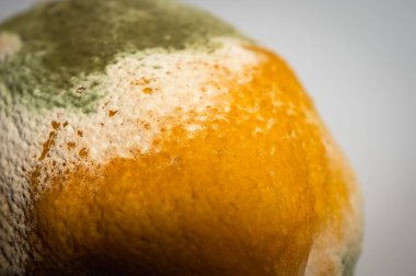 Küfle kaplı çürük bir limonun yakın plan görüntüsü. Yeşil ve beyaz mantarlı çürük narenciye meyvesi besin atıklarını, çürümeyi ve doğal organik süreçleri sembolize eder.