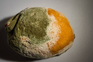 Küfle kaplı çürük bir limonun yakın plan görüntüsü. Yeşil ve beyaz mantarlı çürük narenciye meyvesi besin atıklarını, çürümeyi ve doğal organik süreçleri sembolize eder.