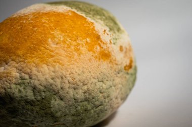 Küfle kaplı çürük bir limonun yakın plan görüntüsü. Yeşil ve beyaz mantarlı çürük narenciye meyvesi besin atıklarını, çürümeyi ve doğal organik süreçleri sembolize eder.