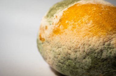Küfle kaplı çürük bir limonun yakın plan görüntüsü. Yeşil ve beyaz mantarlı çürük narenciye meyvesi besin atıklarını, çürümeyi ve doğal organik süreçleri sembolize eder.