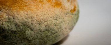 Küfle kaplı çürük bir limonun yakın plan görüntüsü. Yeşil ve beyaz mantarlı çürük narenciye meyvesi besin atıklarını, çürümeyi ve doğal organik süreçleri sembolize eder.
