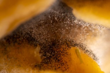 Bozuk ürün, meyve, küf, mantar gibi yakın plan görüntüler. Çürük ürün. Bozuk yemek. Çürük böğürtlen Küflü meyveler. Küf mantarı. Kırık çilek yüzeyi. Küflü ürün.