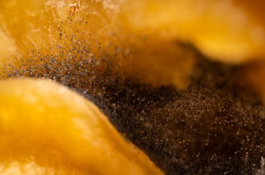 Çürük şeftali, meyve, küf, mantar. Çürük ürün. Bozuk yemek. Çürük böğürtlen Küflü meyveler. Küf mantarı. Kırık çilek yüzeyi. Küflü ürün.