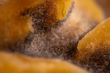 Çürük şeftali, meyve, küf, mantar. Çürük ürün. Bozuk yemek. Çürük böğürtlen Küflü meyveler. Küf mantarı. Kırık çilek yüzeyi. Küflü ürün.