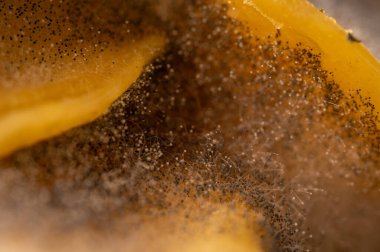 Bozuk ürün, meyve, küf, mantar gibi yakın plan görüntüler. Çürük ürün. Bozuk yemek. Çürük böğürtlen Küflü meyveler. Küf mantarı. Kırık çilek yüzeyi. Küflü ürün.