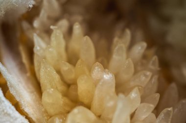 Sulu turunçgil hamurunun Macro yakın çekimi. Doğal dokusu ve ışığı olan şeffaf Vesicles. Tazelik, organik gıda, vitamin veya egzotik meyve kavramı, seçici odaklanma