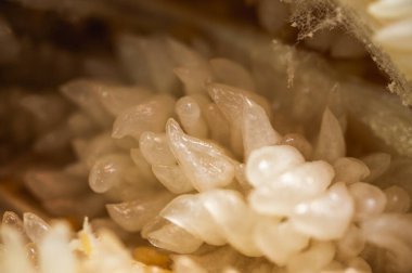 Sulu turunçgil hamurunun Macro yakın çekimi. Doğal dokusu ve ışığı olan şeffaf Vesicles. Tazelik, organik gıda, vitamin veya egzotik meyve kavramı, seçici odaklanma