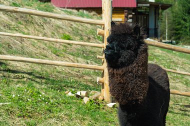 Güneşli bir günde evcil hayvan çiftliğinde sevimli pofuduk beyaz alpaka. Şirin çiftlik hayvanı ahşap çitlerin üzerinden meraklı görünüyor. Altın ışıkta yumuşak yün