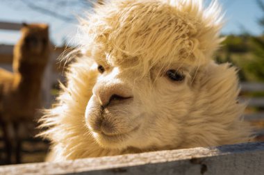 Güneşli bir günde evcil hayvan çiftliğinde sevimli pofuduk beyaz alpaka. Şirin çiftlik hayvanı ahşap çitlerin üzerinden meraklı görünüyor. Altın ışıkta yumuşak yün