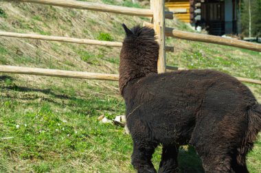 Güneşli bir günde evcil hayvan çiftliğinde sevimli pofuduk beyaz alpaka. Şirin çiftlik hayvanı ahşap çitlerin üzerinden meraklı görünüyor. Altın ışıkta yumuşak yün