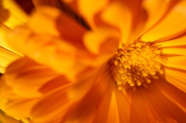 Canlı turuncu takvim çiçeğinin tam çiçek açtığı yakın plan. Zengin desenli ve doğal güneş ışığıyla kadife yaprağı manzarası. Parlak çiçek arkaplanı