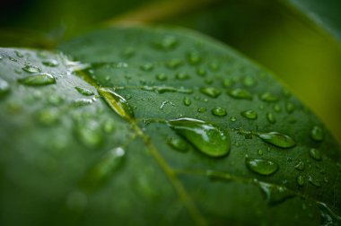 Parlayan su damlalarıyla dolu canlı yeşil yaprakların makro yakın çekimi. Yağmurdan sonra tazeliği, doğayı, canlılığı ve yenilenmeyi simgeler
