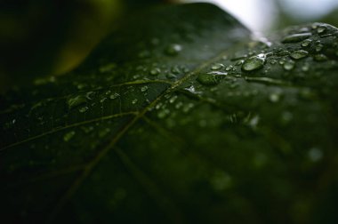 Parlayan su damlalarıyla dolu canlı yeşil yaprakların makro yakın çekimi. Yağmurdan sonra tazeliği, doğayı, canlılığı ve yenilenmeyi simgeler