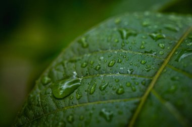 Parlayan su damlalarıyla dolu canlı yeşil yaprakların makro yakın çekimi. Yağmurdan sonra tazeliği, doğayı, canlılığı ve yenilenmeyi simgeler