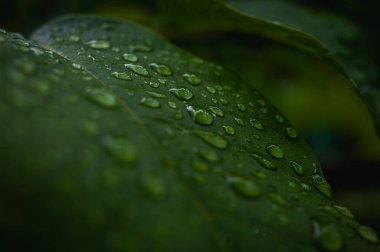 Parlayan su damlalarıyla dolu canlı yeşil yaprakların makro yakın çekimi. Yağmurdan sonra tazeliği, doğayı, canlılığı ve yenilenmeyi simgeler