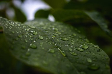 Parlayan su damlalarıyla dolu canlı yeşil yaprakların makro yakın çekimi. Yağmurdan sonra tazeliği, doğayı, canlılığı ve yenilenmeyi simgeler