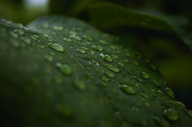 Parlayan su damlalarıyla dolu canlı yeşil yaprakların makro yakın çekimi. Yağmurdan sonra tazeliği, doğayı, canlılığı ve yenilenmeyi simgeler