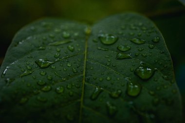 Parlayan su damlalarıyla dolu canlı yeşil yaprakların makro yakın çekimi. Yağmurdan sonra tazeliği, doğayı, canlılığı ve yenilenmeyi simgeler