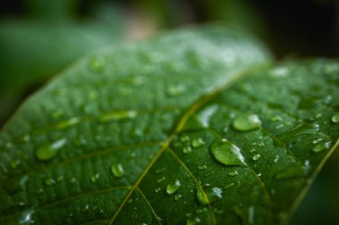 Parlayan su damlalarıyla dolu canlı yeşil yaprakların makro yakın çekimi. Yağmurdan sonra tazeliği, doğayı, canlılığı ve yenilenmeyi simgeler