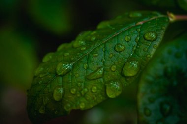 Parlayan su damlalarıyla dolu canlı yeşil yaprakların makro yakın çekimi. Yağmurdan sonra tazeliği, doğayı, canlılığı ve yenilenmeyi simgeler