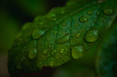 Parlayan su damlalarıyla dolu canlı yeşil yaprakların makro yakın çekimi. Yağmurdan sonra tazeliği, doğayı, canlılığı ve yenilenmeyi simgeler