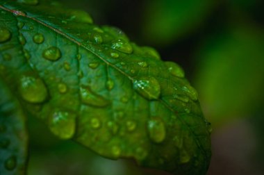 Parlayan su damlalarıyla dolu canlı yeşil yaprakların makro yakın çekimi. Yağmurdan sonra tazeliği, doğayı, canlılığı ve yenilenmeyi simgeler