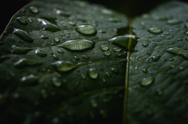 Parlayan su damlalarıyla dolu canlı yeşil yaprakların makro yakın çekimi. Yağmurdan sonra tazeliği, doğayı, canlılığı ve yenilenmeyi simgeler