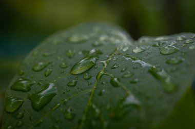 Parlayan su damlalarıyla dolu canlı yeşil yaprakların makro yakın çekimi. Yağmurdan sonra tazeliği, doğayı, canlılığı ve yenilenmeyi simgeler