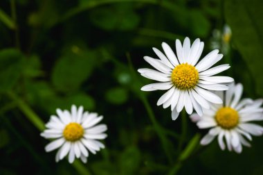 Yeşil çayırdaki sarı merkezli beyaz papatya çiçeklerinin makro yakın çekimi. Kozmetik ve aromaterapide kullanılan doğal bitkiler. Huzurlu çiçek manzarası