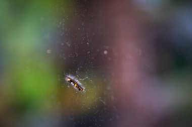 Canlı siyah ve turuncu tüylü tırtıl, makro yakın plan. Karanlık, bulanık arka planda karmaşık detaylar. Doğanın döngüsünü sembolize eder